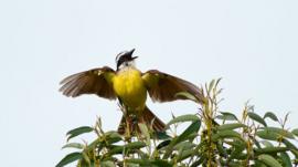 Com 506 espécies, cidade de São Paulo abriga mais tipos de aves que todo o Chile ou Portugal