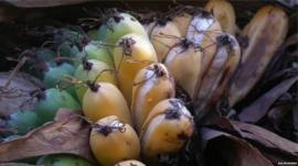 ਮੈਡਗਾਸਕਨ ਕੇਲੇ