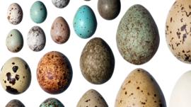 Resuelven el enigma de por qué los huevos son de colores diferentes