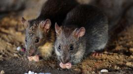 Cómo nuestra guerra contra los roedores urbanos puede estar creando una nueva especie: las superratas