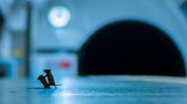 La sorprendente imagen de dos ratones peleando en el metro que ganó el voto popular en un concurso de fotografía de vida silvestre