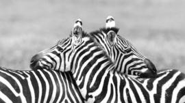 5 animales que podrían ayudarnos a vencer algunas enfermedades humanas