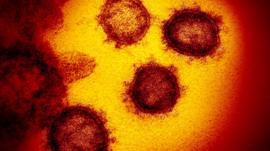 ¿Podremos curar la covid-19 engañando al virus?