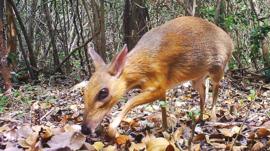 Ciervo ratón, el diminuto animal que reapareció frente a una cámara tras 30 años desaparecido