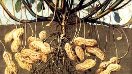 Cómo el maní pasó de ser ofrenda para los dioses a comida de pobres