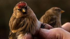 Two red poll birds gently held after leg application