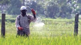A Sri Lankan farmer sprays pesticides in a field