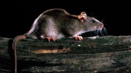 Rato em cima de madeira