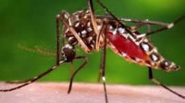 ¿Cómo lograron proteger del dengue a una ciudad durante 4 años?