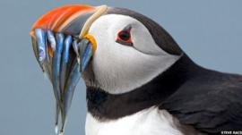 Puffin eating fish