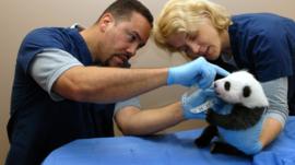 Baby panda at first check up