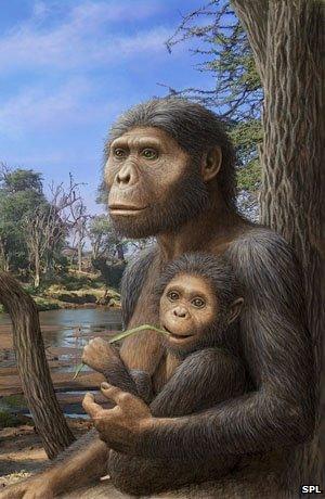 Artists impression of Australopithecus afarensis -