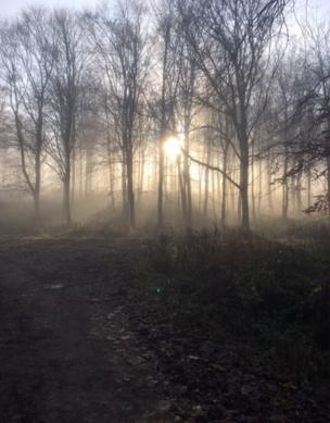 Sun shines through the trees