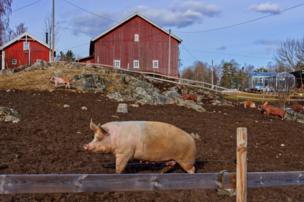 Pigs on a farm