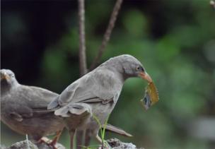 A bird has a plastic wrapper in its mouth