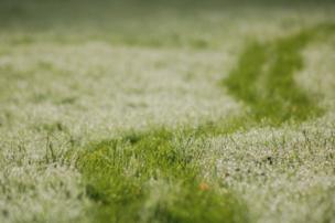 Dew on the grass in Cornwall