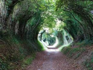 A path covered by tree branches