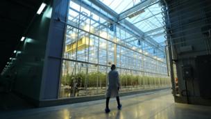 An employee walks past a greenhouse growing cannabis plants in Quebec, Canada