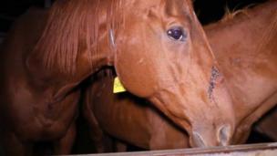 A racehorse in a pen at an Queensland abattoir accused of slaughtering horses.