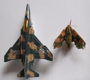 A moth is pictured alongside a model jet that looks similar
