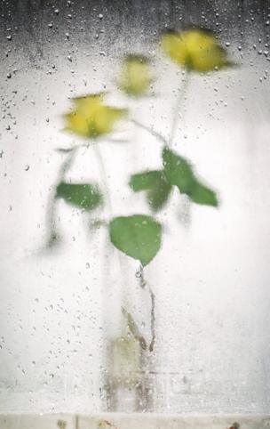 Flowers through a window