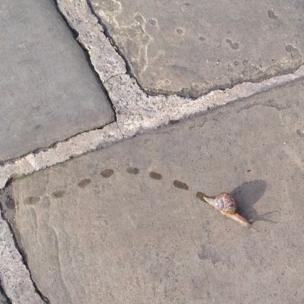 Snail on a path