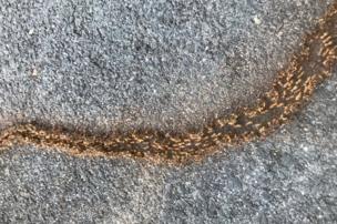 Path of ants