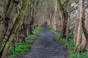 Tree-lined path