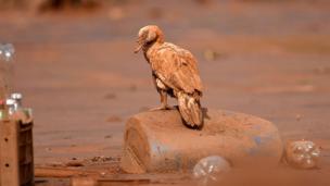 Burung.