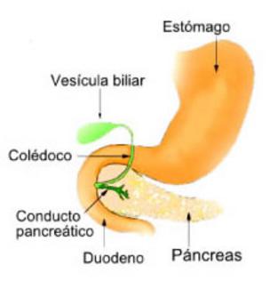 Image of the stomach, pancreas and gall bladder.