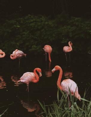 A group of flamingos in the water