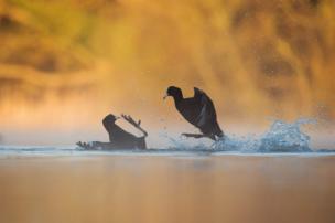 Two coots fight over water