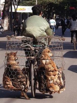 Việt Nam, thịt chó