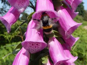 Bumblebee collecting pollen