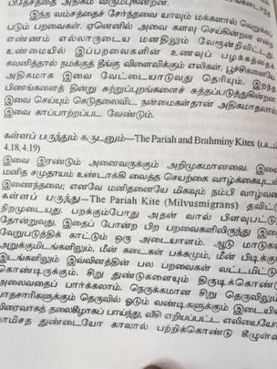 Paraiah and Brahminy Kites: