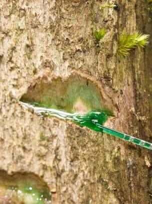 A tree with deep green sap