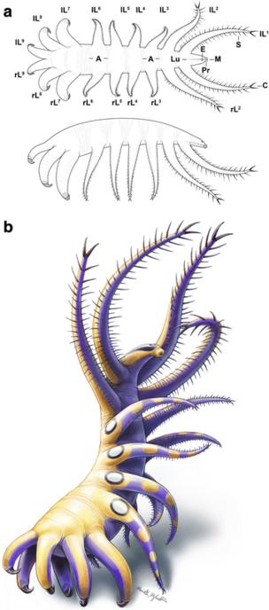 "Ovatiovermis cribratus"