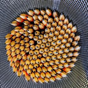 Wooden pencils