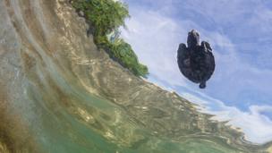 Hawksbill turtle swimming in Indonesia