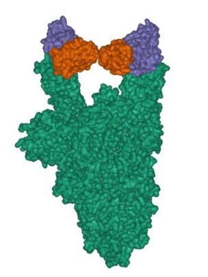 Cuando un anticuerpo en forma de Y (verde) se une a la espícula viral del SARS-CoV-2 (azul y marrón), el coronavirus no puede infectar las células.