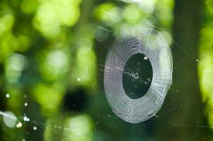 A spider web lit with sunlight