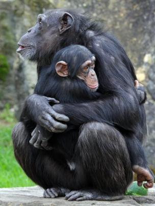 Chimpancé abraza a otro.