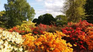 Colourful flowers fill the foreground and contrast with the green trees in the background