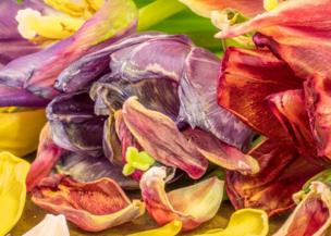 Some dried flowers