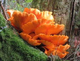 Bright orange fungi growing against a tree