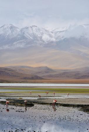 Birds with mountains in the distance