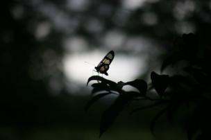 A butterfly lands on a leaf