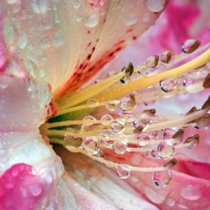 A flower covered in droplets of water