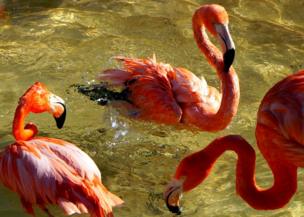 Flamingos in water
