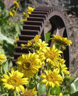 A metal mill cog next to wild flowers